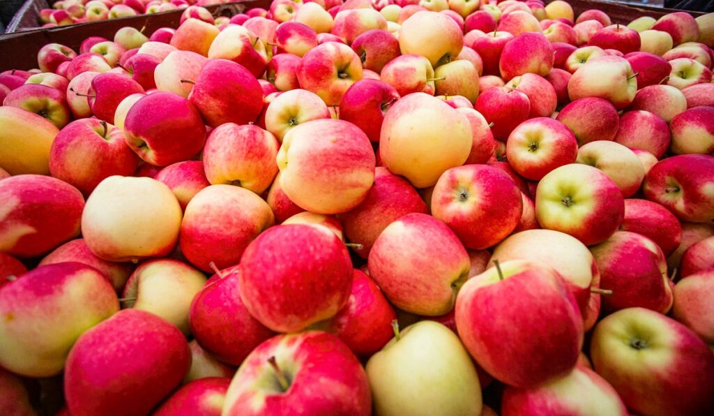 Beautiful-local-Okanagan-apples-for-Novembers-Good-Food-Boxes